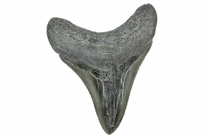 Serrated, Fossil Megalodon Tooth - South Carolina #327566